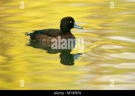 Reiherente (Aythya fuligula) in Wasser, weiblich, Hessen, Deutschland Stockfoto