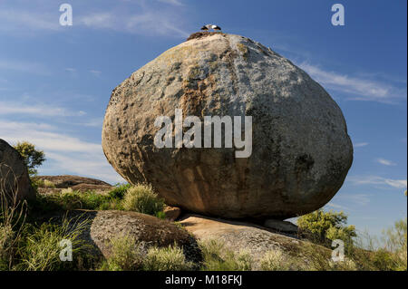 Weißstörche (Ciconia ciconia), ein Paar im Nest auf Granitfelsen, Naturdenkmal Los Barruecos, Cáceres, Extremadura, Spanien Stockfoto