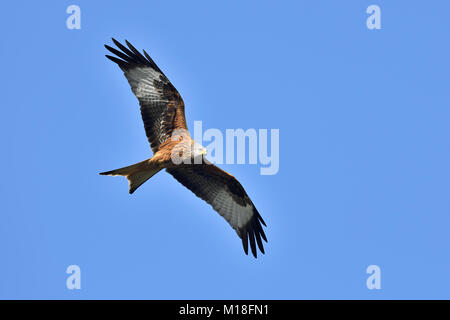 Rotmilan (Milvus milvus), Erwachsener, Fliegen, Kanton Zug, Schweiz Stockfoto