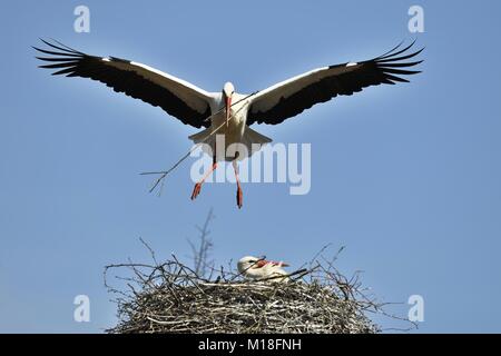 Weißstörche (Ciconia ciconia), mit Nistmaterial Annäherung an Horst, Kanton Aargau, Schweiz Stockfoto