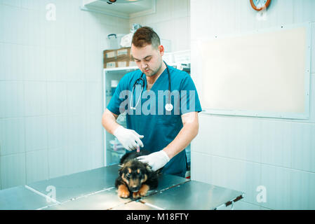 Tierarzt gibt eine Injektion zu dem Hund, tierärztliche Klinik. Tierarzt, Arzt, Behandlung, einem kranken Hund Stockfoto