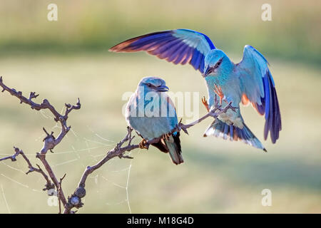 Europäische Rollern (Coracias garrulus) Paar auf Zweig, Nationalpark Kiskunság, Ungarn Stockfoto