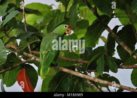 Red Lored Amazon Papagei (Amazona autumnalis) auf einem Zweig am Abend in der Drake Bay, südliche Costa Rica thront. Stockfoto