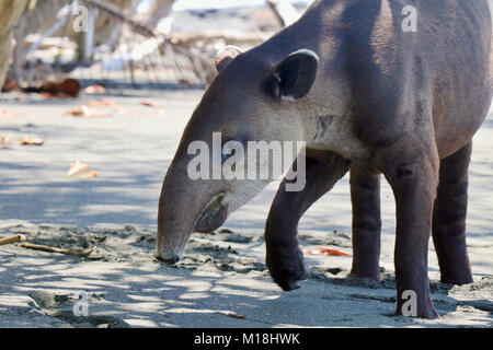 Wild Baird's Tapir (Tapirus bairdii) zu Fuß am Strand im Nationalpark Corcovado, auf der Halbinsel Osa, Costa Rica Stockfoto