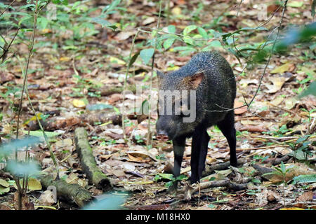 Collared peccary (Pecari tajacu) zu Fuß durch den Regenwald Unterholz in den Corcovado Nationalpark, Costa Rica. Stockfoto