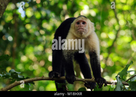 Wild White-Headed Kapuziner Affen sitzen auf einem Zweig in den Regenwald an der Manuel Antonio National Park, Costa Rica Stockfoto