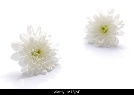 Japanische white Chrysanthemum flower Isolated On White Stockfoto
