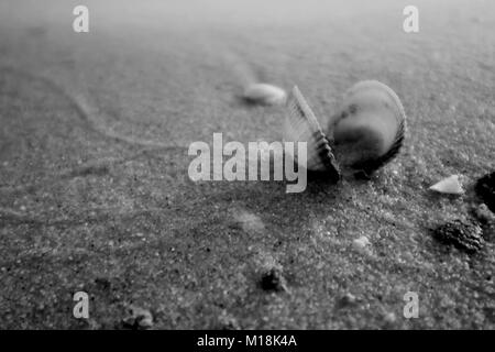 Muscheln, und sie leben am Strand bei Sonnenuntergang Zeit Stockfoto