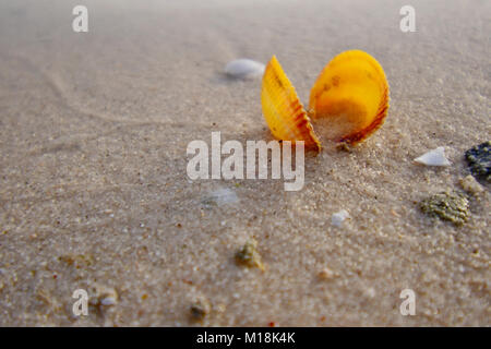 Muscheln, und sie leben am Strand bei Sonnenuntergang Zeit Stockfoto