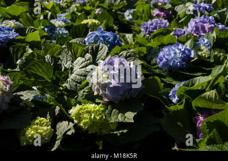 Blaue Hortensie Blumen Stockfoto