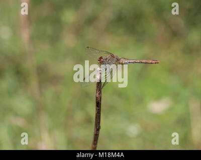 Ruddy Darter, Sympetrum sanguineum Stockfoto