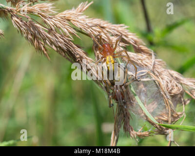 Gelbe sac Spider, Cheiracanthium punctorium Stockfoto