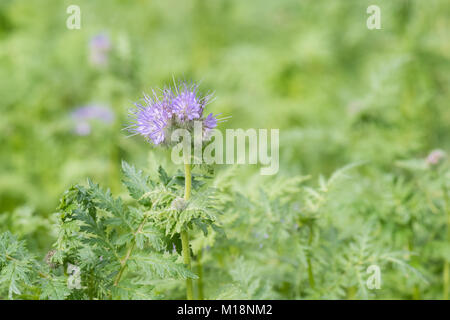 Phacelia tanacetifolia - Skorpion Unkraut- oder Fiddleneck - in Großbritannien wächst als grüner Dünger Stockfoto