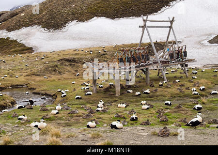 Männliche und weibliche Eiderenten (Somateria Mollissima) nisten in der Nähe der menschlichen Behausung für Sicherheit. Longyearbyen, Spitzbergen, Svalbard, Norwegen Stockfoto