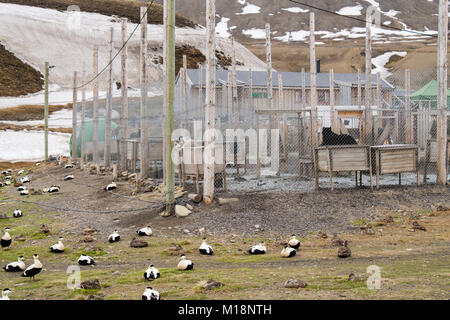 Männliche und weibliche Eiderenten (Somateria Mollissima) nisten in der Nähe Schlittenhunde Gehäuse für Sicherheit. Longyearbyen, Spitzbergen, Svalbard, Norwegen Stockfoto