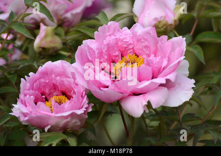 Pfingsrosen im Hermannshof in Weinheim - Frühling im Hermannshof Stockfoto