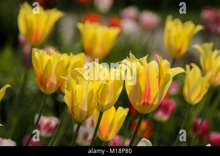 Tulpenblüte im Hermannshof in Weinheim - Tulpen blühen im Hermannshof Stockfoto