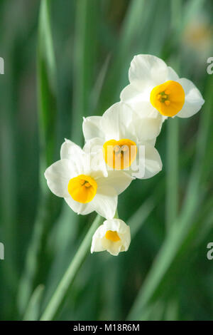 (27. Januar 2018, Osaka, Japan) Chausuyama Nrcissus Blumen im Park, Tennoji, Osaka, Japan Stockfoto