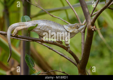 Kurze-horned Chameleon - Calumma brevicorne, Madagaskar Regenwald. Schöne farbige Eidechse. Elephant ear. Stockfoto