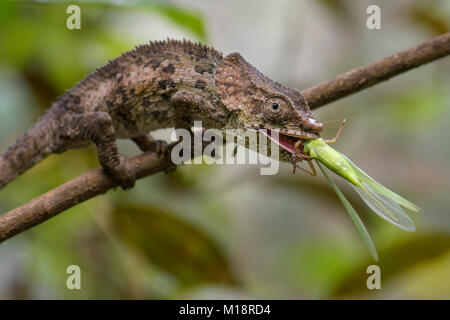 Kurze-horned Chameleon - Calumma brevicorne, Madagaskar Regenwald. Schöne farbige Eidechse. Elephant ear. Stockfoto
