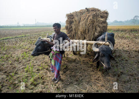 Bangladesch - Januar 28, 2018: Landwirt Transport geerntet Paddy oder Boro Kulturpflanzen mit Buffalo Warenkorb durch die Felder in jessore, Bangladesch. Stockfoto