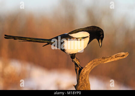 Eurasian magpie Sitzen auf einem trockenen Zweig Stockfoto
