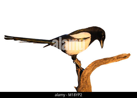 Magpie sitzen auf einem trockenen Zweig isoliert auf weißem Stockfoto