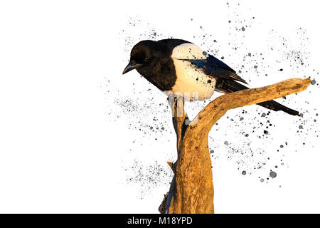 Eurasian magpie auf weißem Hintergrund und Sprühen Stockfoto