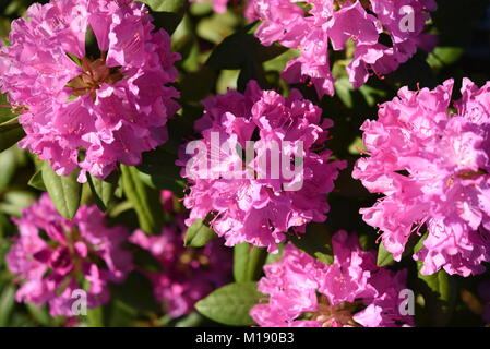 Mehrere Blüten rosa Rhododendron Roseum Elegans Stockfoto