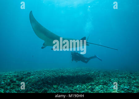 Manta Rochen schwimmen über einen Taucher in den Blue Water Stockfoto