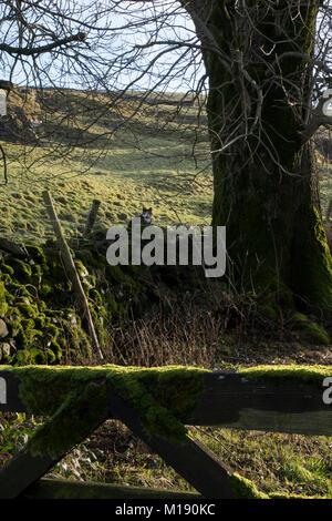 Ein Bauernhof Katze sitzt auf einem Moos bedeckt Trockenmauern Wand auf einem Bauernhof in den Yorkshire Dales im Winter. Stockfoto