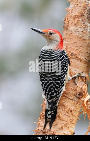 Ein männlicher Red bellied Woodpecker (Melanerpes carolinus) auf eine Birke Zweig im Winter. Stockfoto