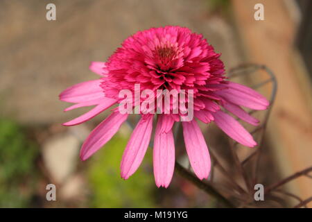 Double Purple Cone Flower close-up. Stockfoto