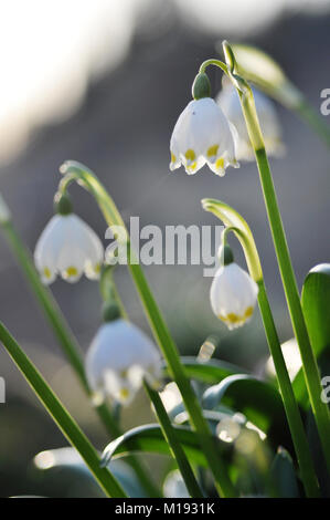 Leucojum vernum im Wald, genannt Märzenbecher ist eine mehrjährige bauchigen blühende Pflanzen blühen im Frühling Stockfoto