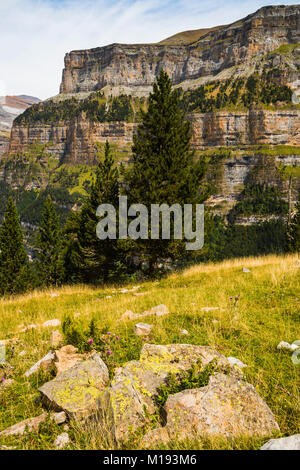 Norden Wände von Ordesa Tal & Flechten auf Felsen in der Wiese Faja de Pelay Wanderweg abgedeckt. Nationalpark Ordesa; Pyrenäen Huesca, Aragón, Spanien Stockfoto