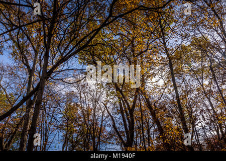 Durch verschiedene Parks und Wälder in Iowa und Wisconsin in den USA fotografiert. Stockfoto