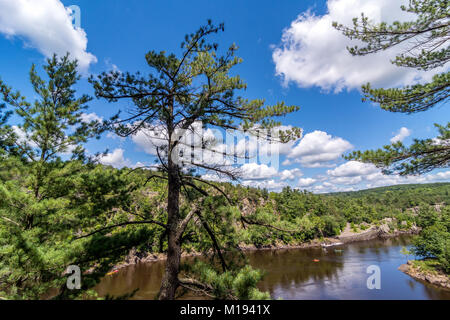 Im Wald in Wisconsin fotografiert. Stockfoto