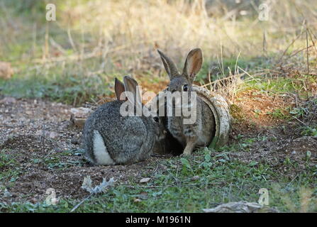 Europäische Kaninchen (Oryctolagus cuniculus algirus) Paar am Eingang des künstlichen Fuchsbau, erstellt für den Iberischen Luchs recovery Programm Parque Natural Sierra Stockfoto