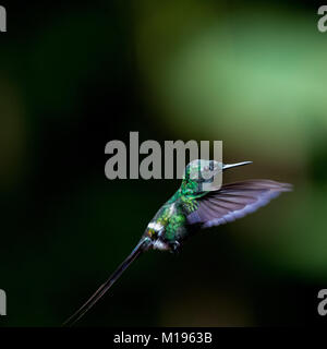 Kolibri in Costa Rica, dunklen Hintergrund Stockfoto