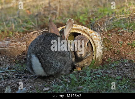 Europäische Kaninchen (Oryctolagus cuniculus algirus) Paar am Eingang des künstlichen Fuchsbau, erstellt für den Iberischen Luchs recovery Programm Parque Natural Sierra Stockfoto