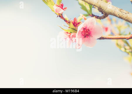 Peach Tree rosa Blumen blühende Zweige auf blau Himmel Hintergrund, Retro getönt Stockfoto