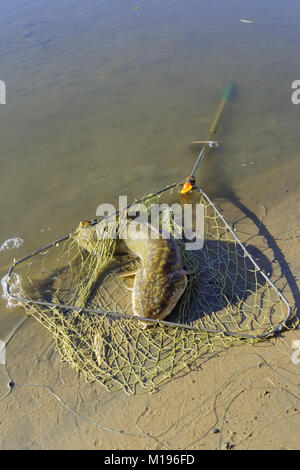 Quappe gefangen liegt in der Nähe des Flusses in einem Fischernetz Stockfoto