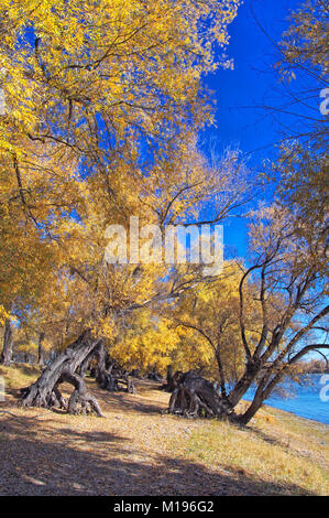 Herbst willow Herbst Wald am Ufer des Sibirischen Flusses. Riesige gewundenen Stämme und Wurzeln geben die Bäume eine erstaunliche schrulliger Blick, so als ob Sie an die Wa gehen Stockfoto