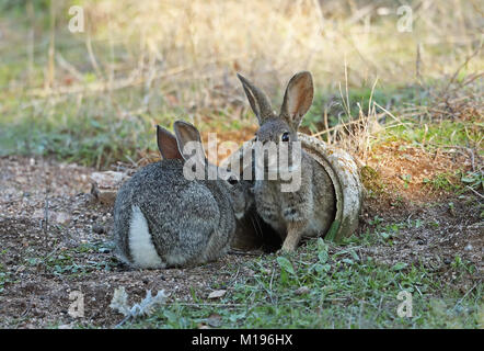 Europäische Kaninchen (Oryctolagus cuniculus algirus) Paar am Eingang des künstlichen Fuchsbau, erstellt für den Iberischen Luchs recovery Programm Parque Natural Sierra Stockfoto