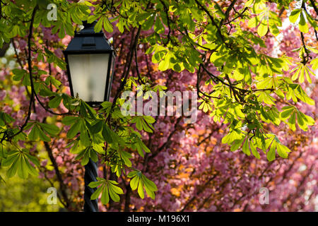 Laterne gegen massiven frische Hintergrundbeleuchtung Laub der Rosskastanie und Pink sakura Blumen Stockfoto