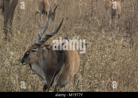 Eine westliche Riese Lord Derby Eland auf Safari in Fathala, Senegal Stockfoto