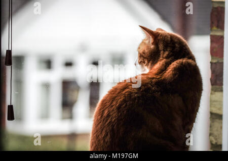 Große Ingwer Katze sitzt auf dem Fensterbrett mit Blick auf die Straße Stockfoto