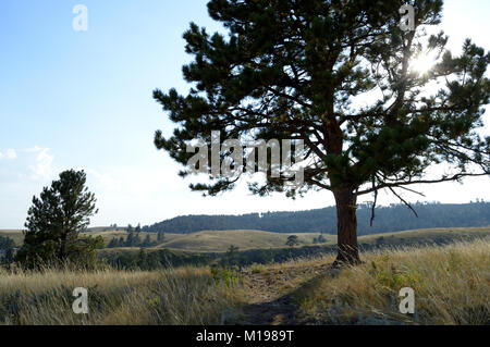 Sonnenlicht Filter über die Filialen von Yellow Pine Tree in den Black Hills Stockfoto