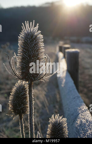 Ein frostiger Morgen in Amberley West Sussex Stockfoto