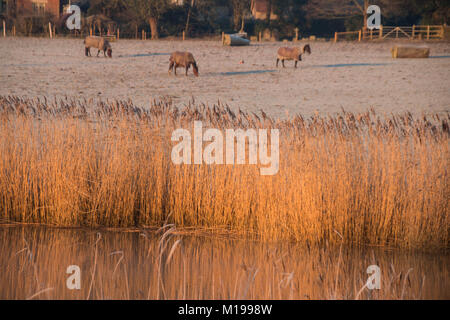 Ein frostiger Morgen in Amberley West Sussex Stockfoto